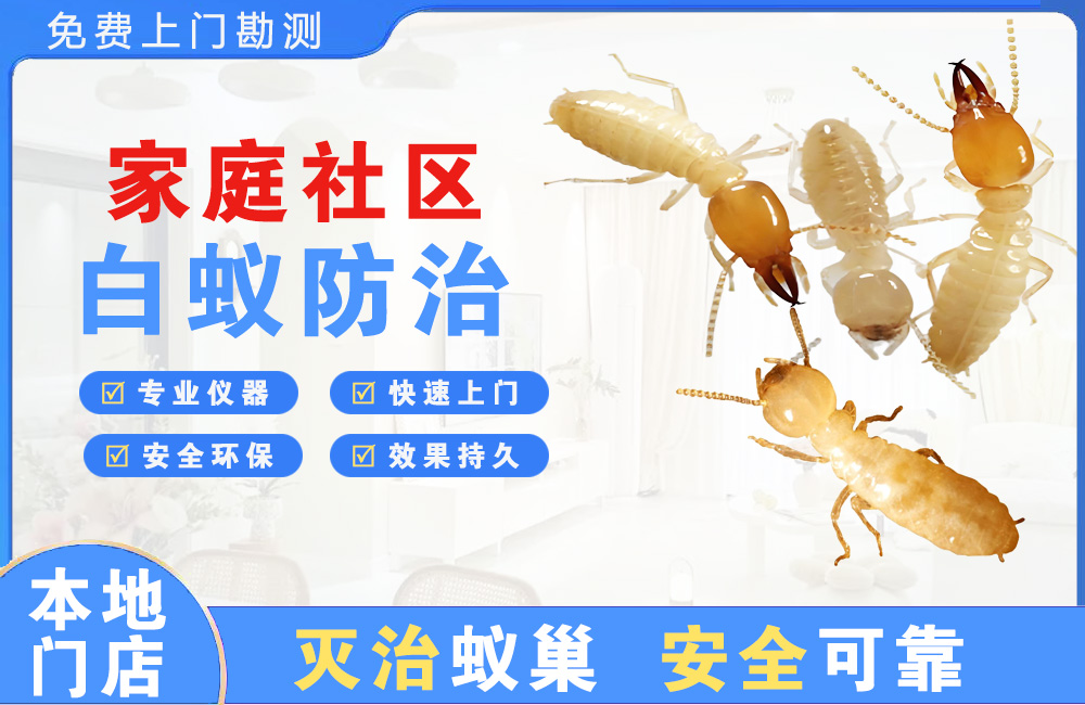 六盘水家庭社区白蚁防治